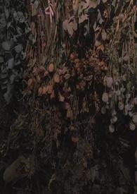 鹊鸟